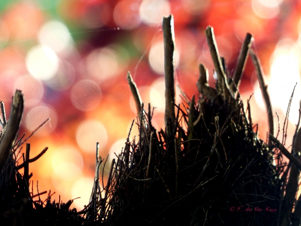 Brande et prunus dans la lumière du soir